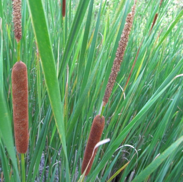 Narrow Leaved Cattail Seeds
