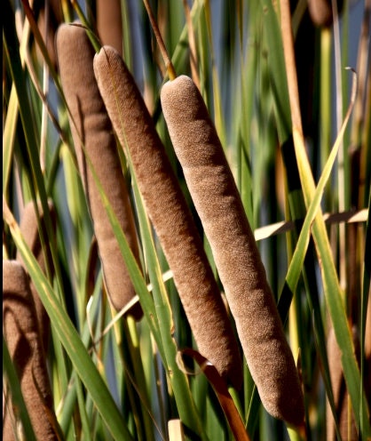 Narrow Leaved Cattail Seeds