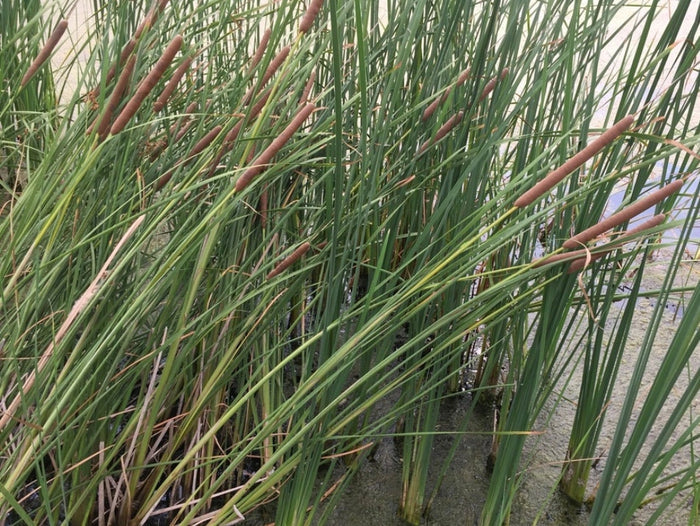 Narrow Leaved Cattail Seeds