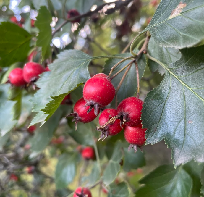 Native Hawthorn Seeds