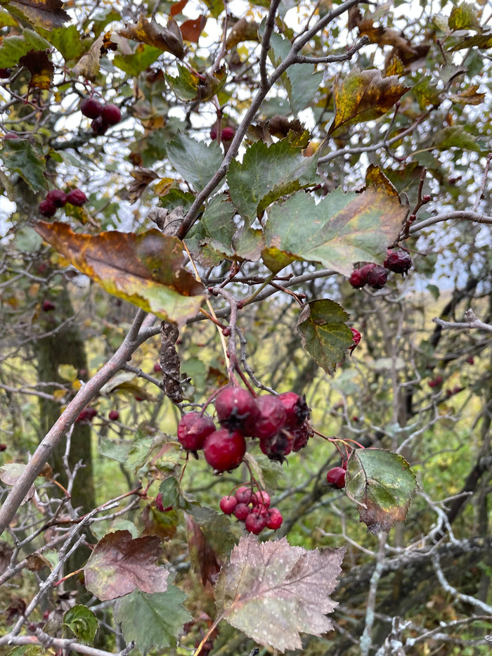 Native Hawthorn Seeds