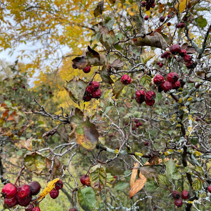 Native Hawthorn Seeds