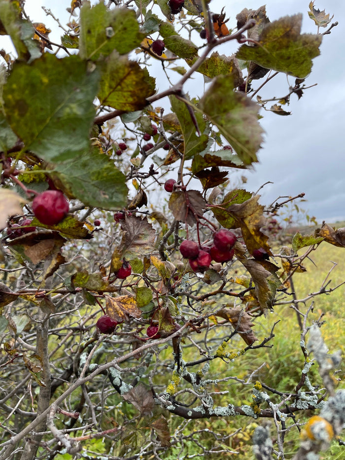 Native Hawthorn Seeds