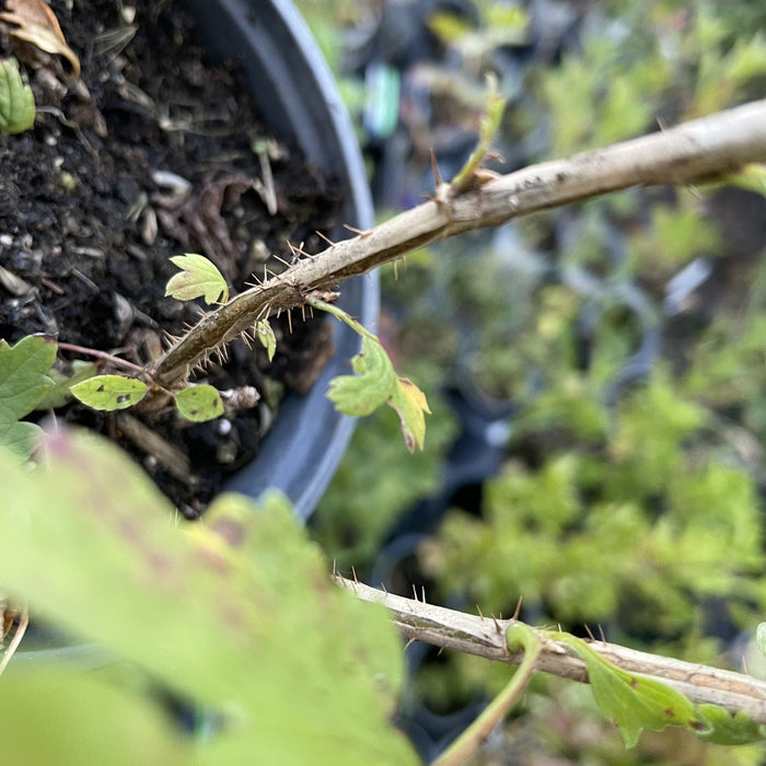 Northern Gooseberry at Oak Summit Nursery, fall 2026