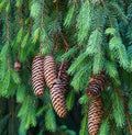 Norway Spruce Seeds