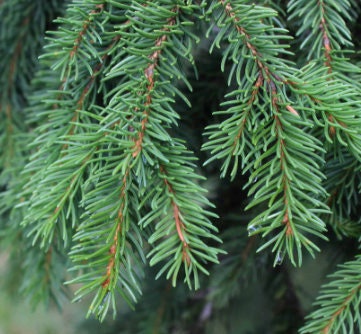 Norway Spruce Seeds