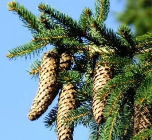 Norway Spruce Seeds