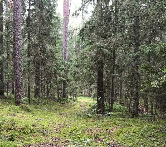 Norway Spruce Seeds