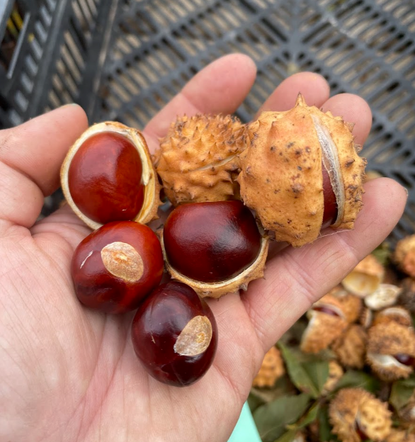 Ohio Buckeye Seeds