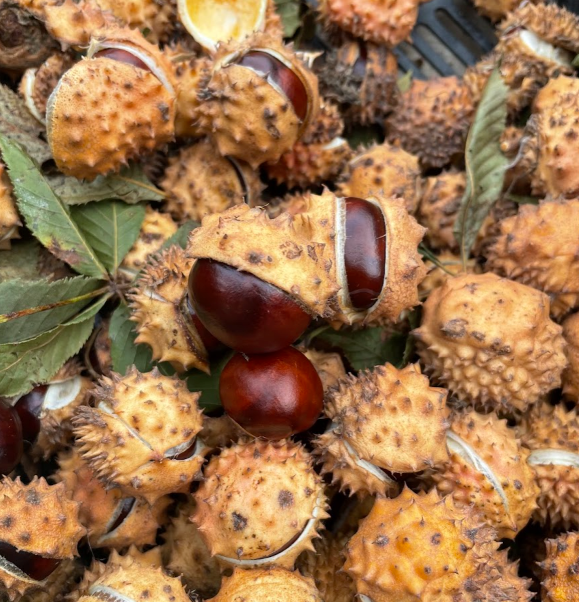 Ohio Buckeye Seeds