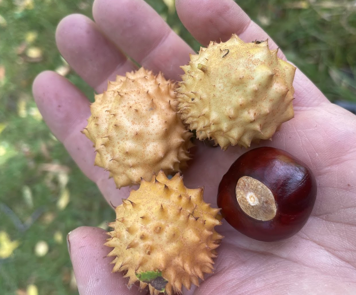 Ohio Buckeye Seeds