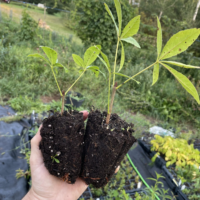 Ohio Buckeye at Oak Summit Nursery, fall 2026
