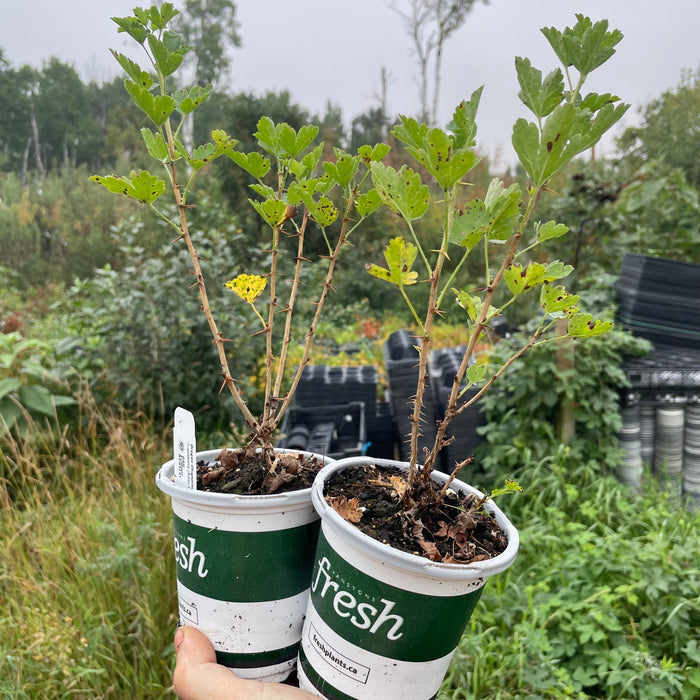 Oregon Champion Gooseberry