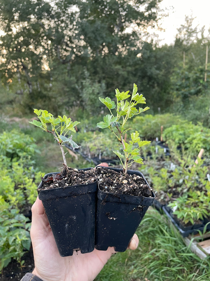 Oregon Champion Gooseberry
