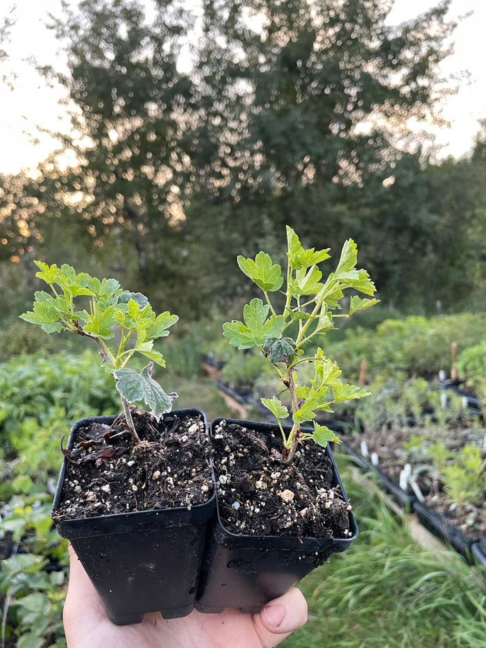 Oregon Champion Gooseberry