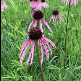 Pale Purple Coneflower Seeds