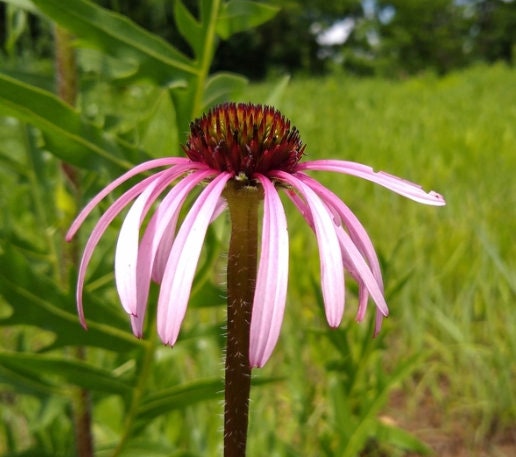 Pale Purple Coneflower Seeds