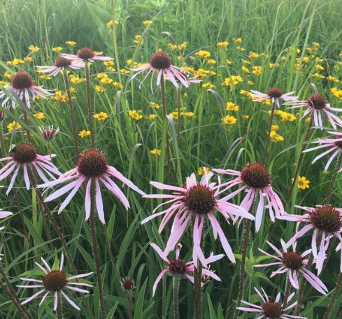 Pale Purple Coneflower Seeds