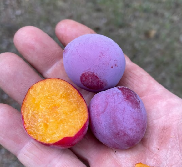 Pembina Plum Seeds