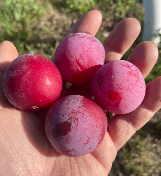 Pembina Plum Seeds