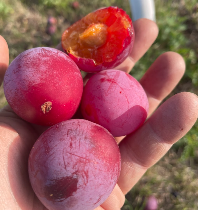 Pembina Plum Seeds