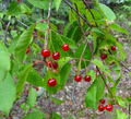 Pin Cherry Seeds