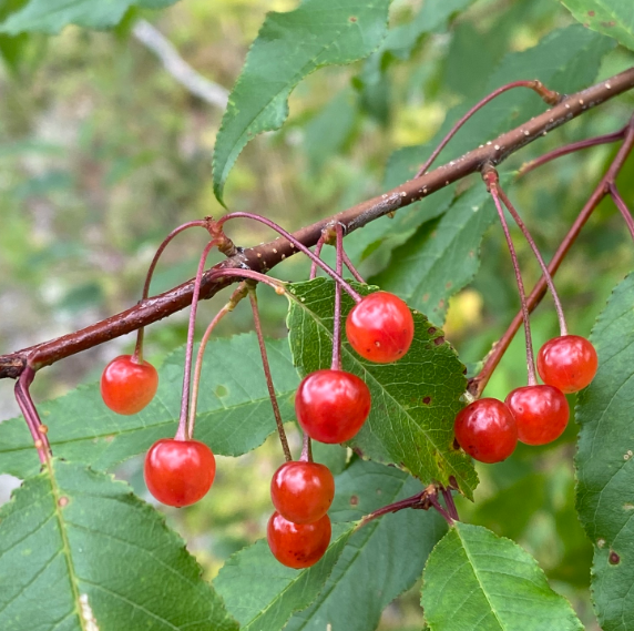 Pin Cherry Seeds