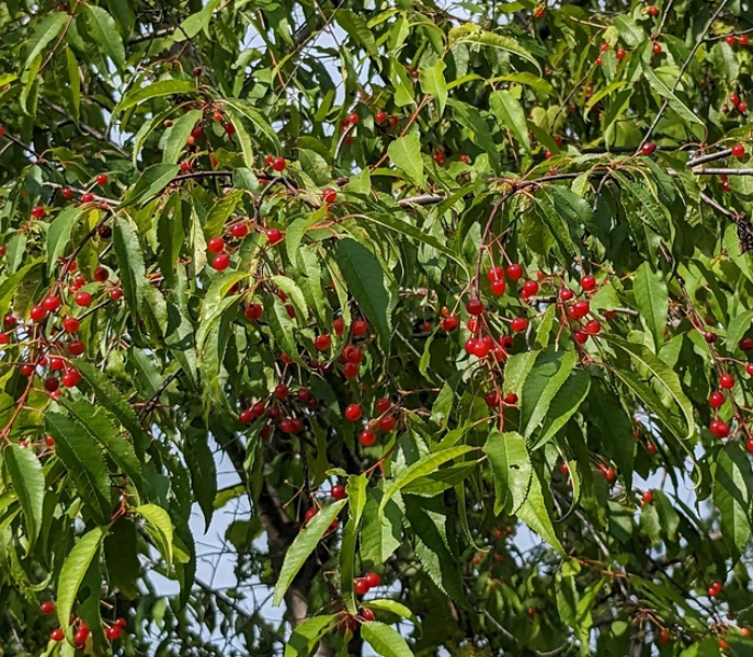 Pin Cherry Seeds