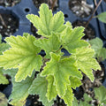 Pink Champagne Currant at Oak Summit Nursery, fall 2026