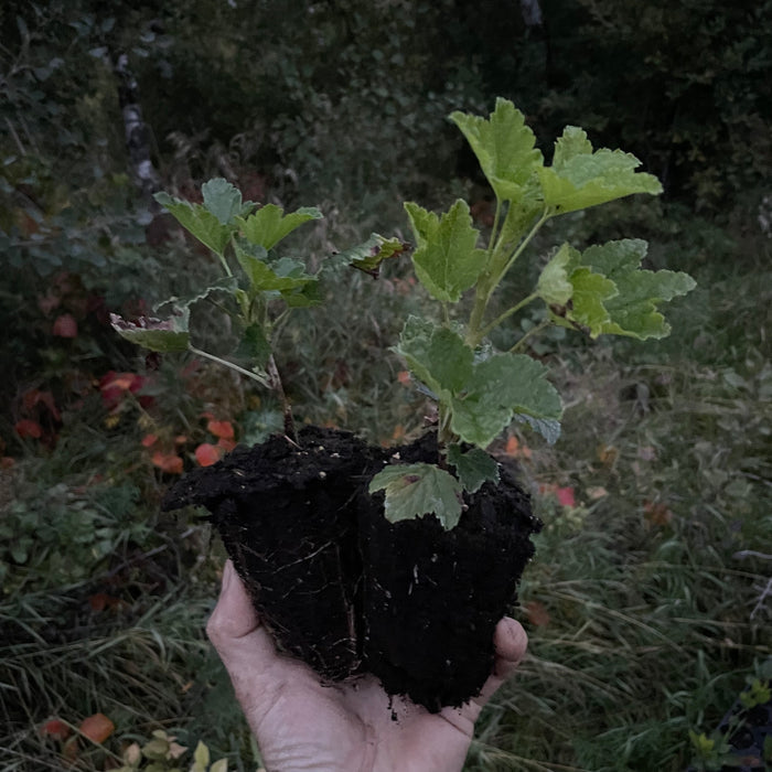 Pink Champagne Currant