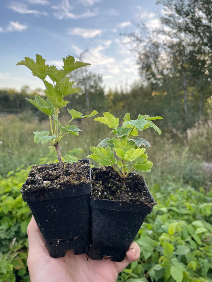 Pink Champagne Currant