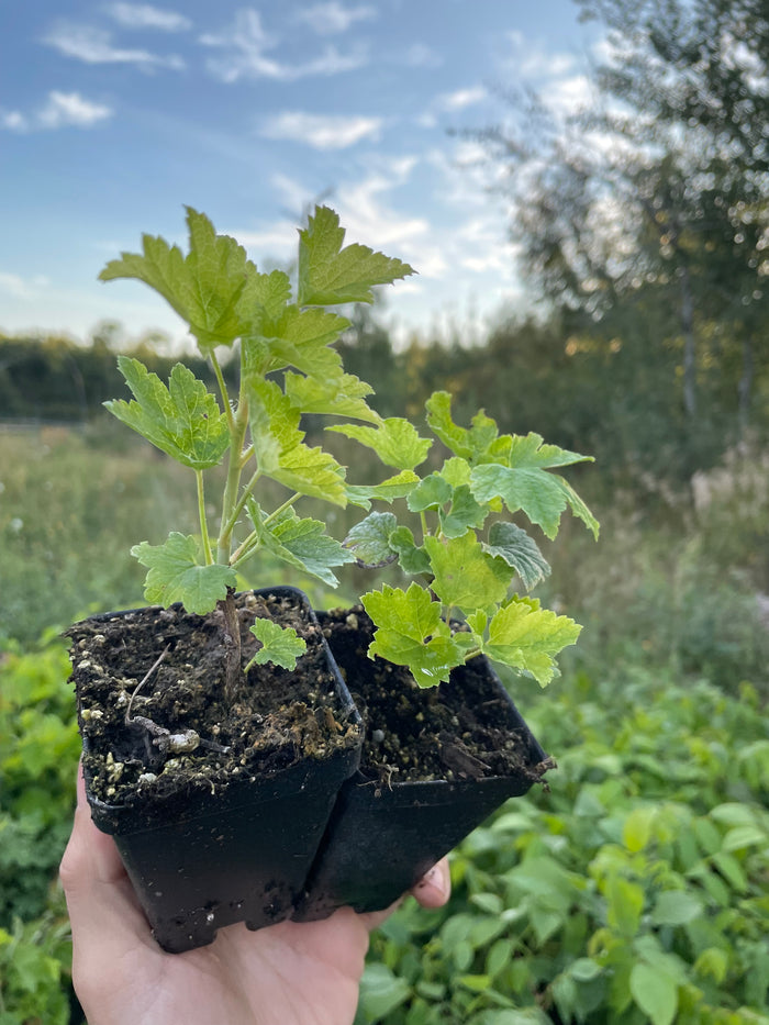 Pink Champagne Currant