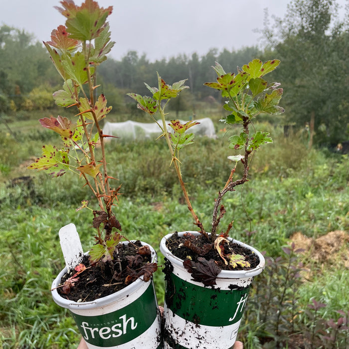 Pixwell Gooseberry