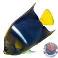 Pomacanthus asfur „Halbmond-Kaiserfisch“ Nachzucht
