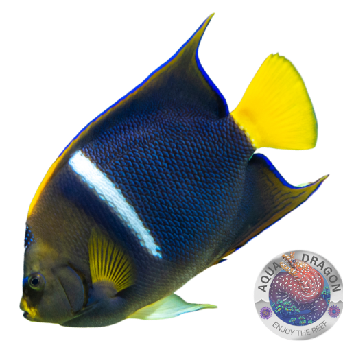 Pomacanthus asfur „Halbmond-Kaiserfisch“ Nachzucht