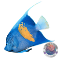 Pomacanthus maculosus „Arabischer Kaiserfisch“ Nachzucht