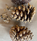 Ponderosa Pine Seeds