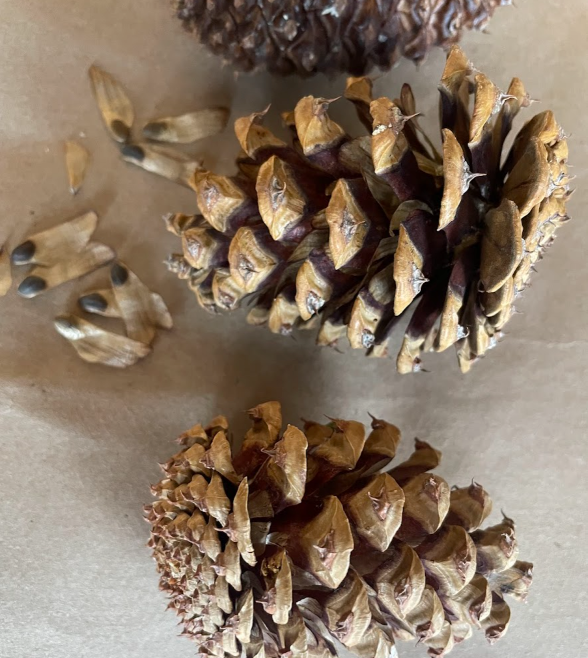 Ponderosa Pine Seeds