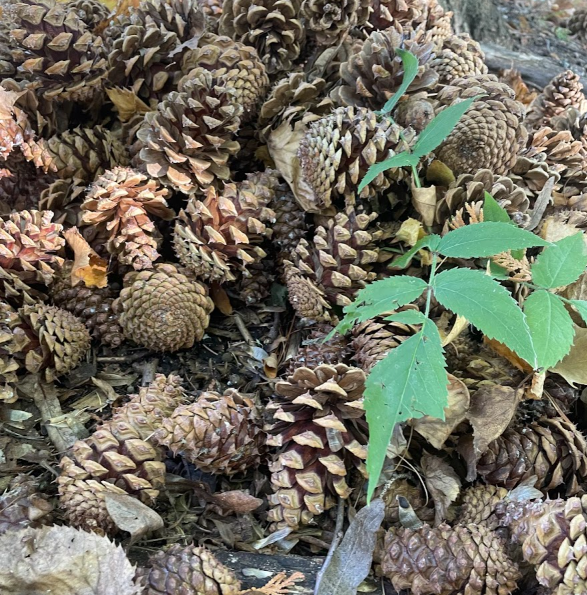 Ponderosa Pine Seeds