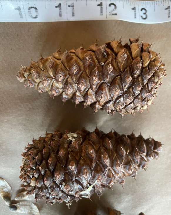 Ponderosa Pine Seeds