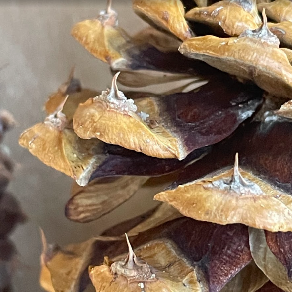 Ponderosa Pine Seeds