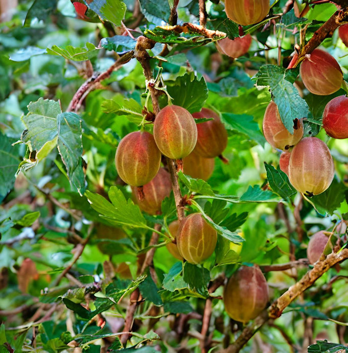 Poorman Gooseberry