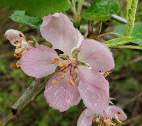 Prairie Crabapple Seeds