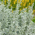 Prairie Sage Seeds
