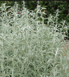 Prairie Sage Seeds