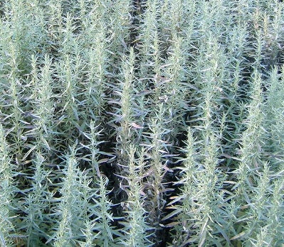 Prairie Sage Seeds