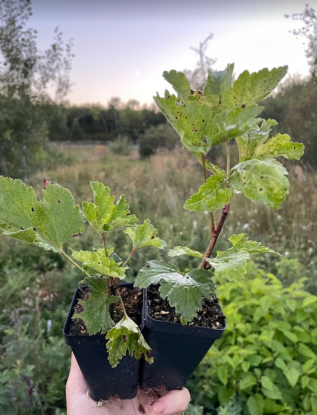 Primus White Currant