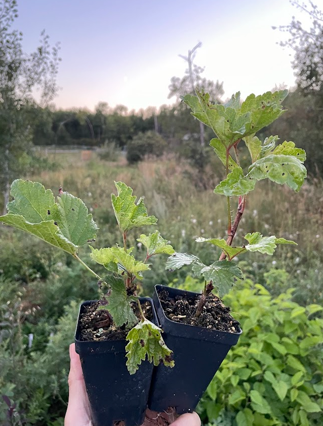 Primus White Currant