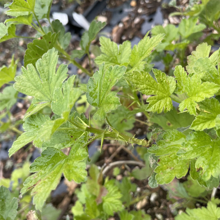 Purple Gooseberry (Ribes sp.) at Oak Summit Nursery, fall 2026