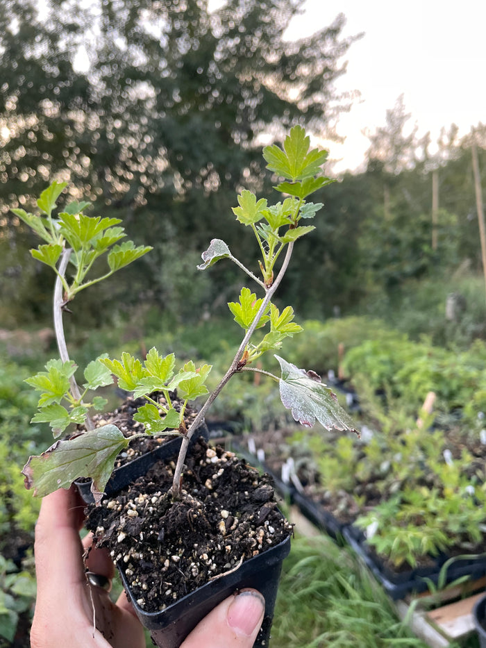Purple Gooseberry